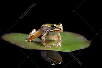 Green pond frog on water lily leaf reflection