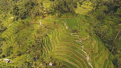Terrace rice fields in Ubud, Bali,Indonesia.