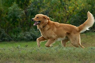 Golden retriever dog