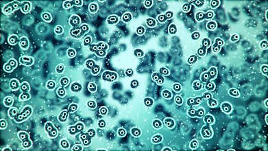 Microscopic plate of bacteria multiplying themselves 4K