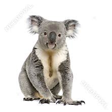 Koala bear againts white background