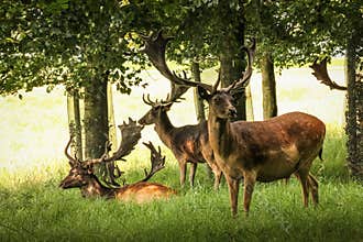 Deers at Phoenix Park. Dublin. Ireland