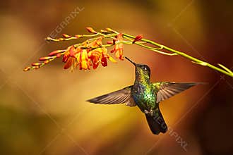 Fiery-throated Hummingbird, Panterpe insignis, shiny colour bird