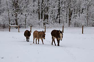 Miniature Donkeys in a Snowy Pasture