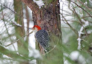 Red-bellied Woodpecker on snowy pine tree, Georgia, USA