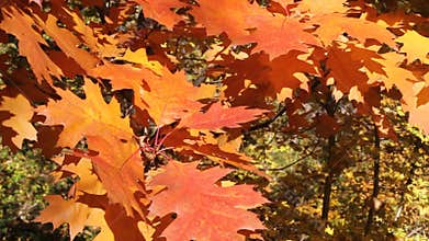 Colorful Foliage in Weak Wind in Sunny Day