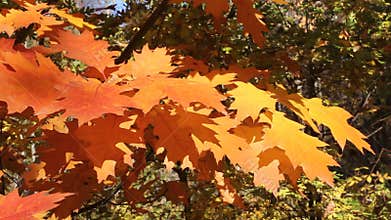 Colorful Foliage in Weak Wind in Sunny Day