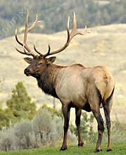 Bull Elk
