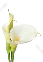 White Calla Lilies