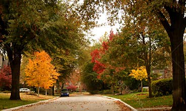 Brilliant multicolor autumn trees line neighborhood street with colored leaves