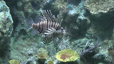 Fish in the aquarium