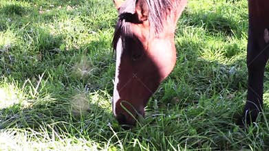 Young thoroughbred race horse eating grass