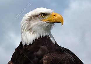 American Bald Eagle.