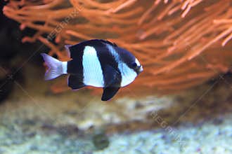 Humbug damselfish