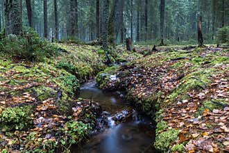 Brook in the autumn forest