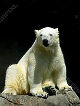 Relaxed Polar Bear