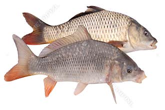 Two of crucian carp fish isolate