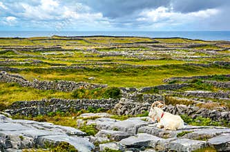 A resting goat in Inishmore, Aran Islands, Ireland.