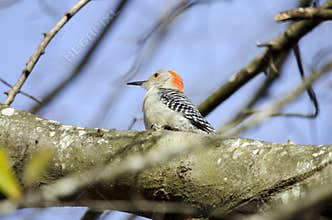 Red-bellied Woodpecker, Georgia, USA