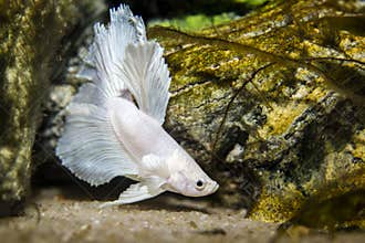 White butterfly betta fish
