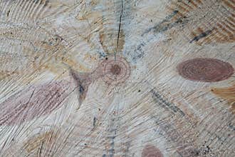 Real tree trunk 1 meter