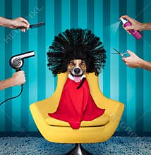Dog at beauty salon