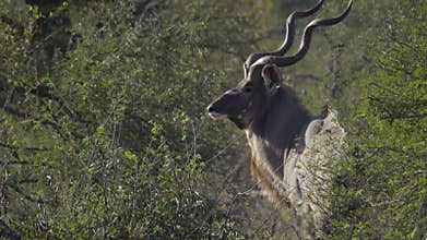 A bull Kudu turns to profile