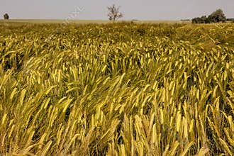 Barley Ears close up