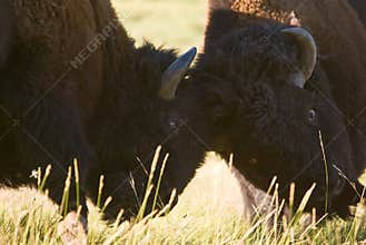 Buffalo Fight