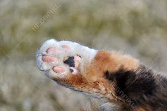 Cat paw photo