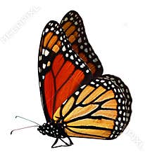 Monarch Butterfly