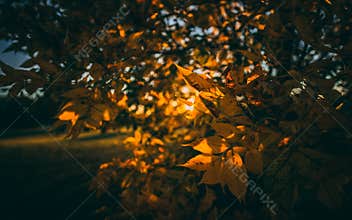 The fall leaves lighting from the sun setting