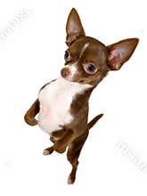Funny Chihuahua standing up