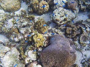 Neon blue fish on tropical sea bottom. Coral fish school. Coral reef animals.