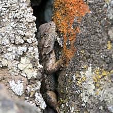 Western Fence Lizard in a Crack