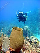 Giant sponge and diver