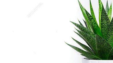 Succulent plant close up. Succulent house plant isolated on white background, web banner.