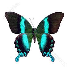 Butterfly tropical Papilio blumei, isolated on white background