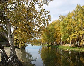 Autumn tree by river