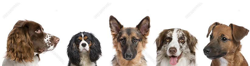 Portrait of dogs against white background
