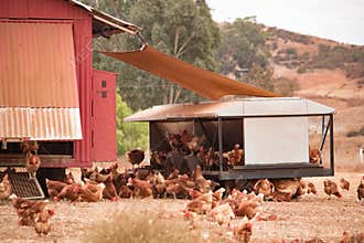 Free range chickens, happy hens laying organic brown eggs on sustainable farm in chicken tractors