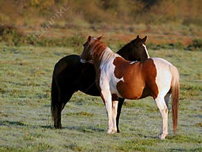 Buddies