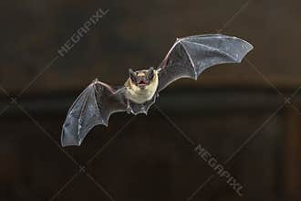Flying Pipistrelle bat on wooden ceiling