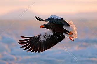 Flying rare eagle. Stellerl`s sea eagle, Haliaeetus pelagicus, flying bird of prey, with blue sky in background, Hokkaido, Japan.
