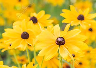 Black-Eye Susans blooming in garden