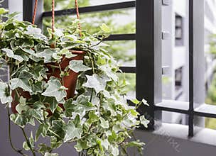 Home and garden concept of english ivy plant in pot