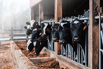 Dairy Cows in a barn