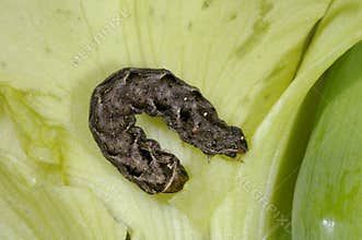 Noctua janthina