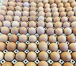 Cartons Of Eggs