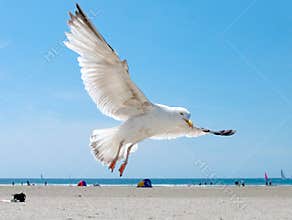 Seagull on the beach